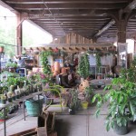 Inside the Urban Garden Center