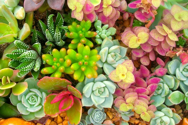 Succulents Plants