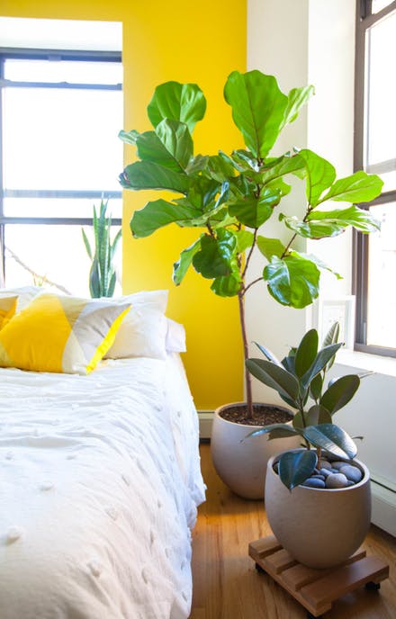 Apartment Therapy Featuring Our Plants Urban Garden Center Apartment Therapy Featuring Our Plants
