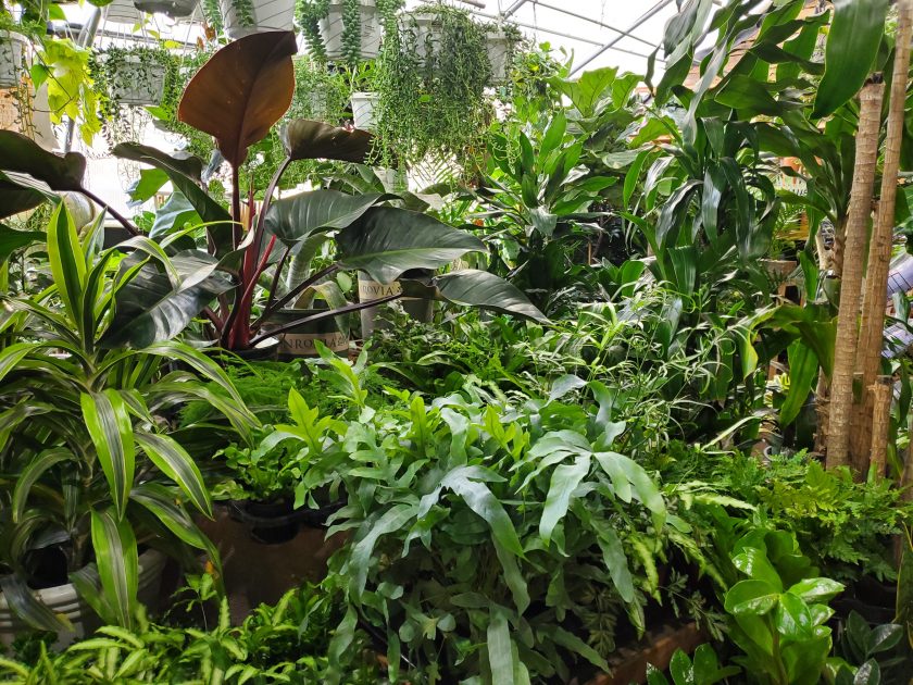 Inside the Greenhouse showing a wide shot of the Plants