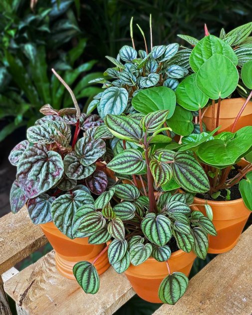 Peperomia Plants