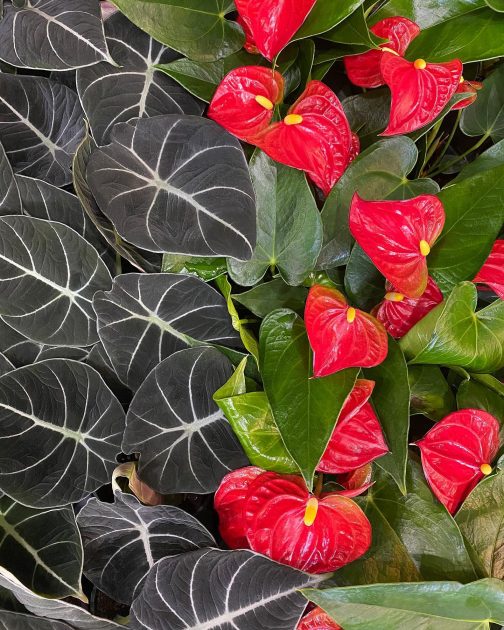 Alocasia and Anthurium Plants