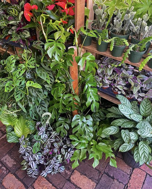 Plants Inside the Greenhouse