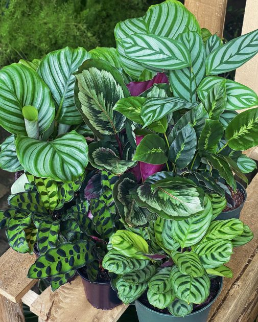 Calathea Plants