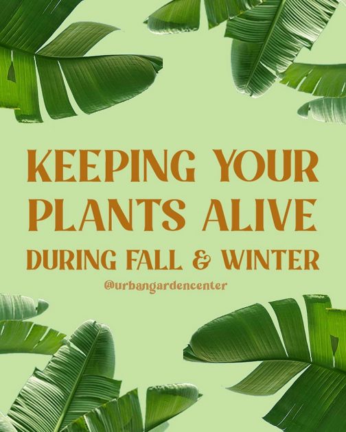 Keeping Your Plants Alive