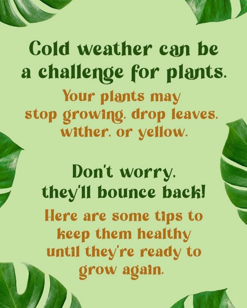 Cold weather can be a challenge for plants. Don't worry, they'll bounce back!
