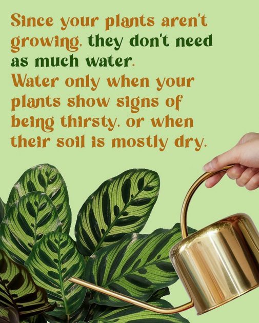 Since your plants aren't growing. they don't need as much water.