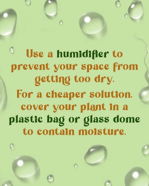 Use a humidifier to prevent your space from getting to dry.