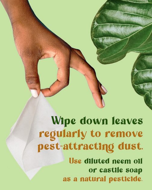 Wipe down leaves regularly to remove pest attracting dust.