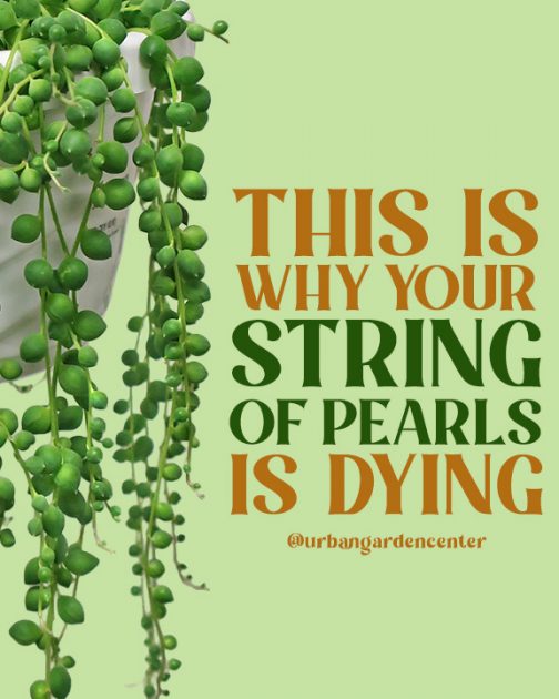 string of pearls 1