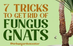 7 Tricks to Get Rid of Fungus Gnats