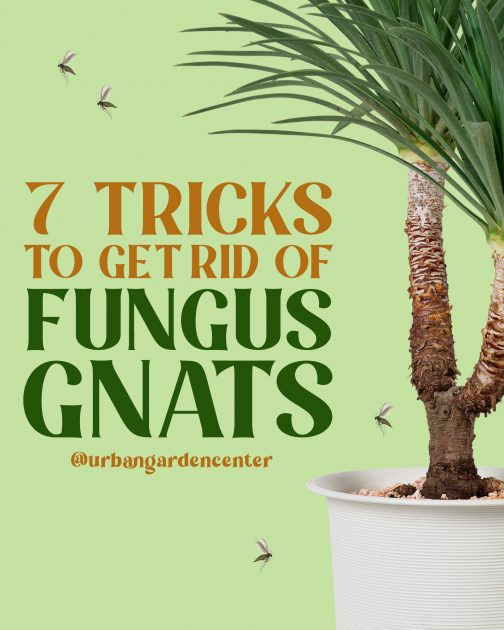 7 Tricks to Get Rid of Fungus Gnats