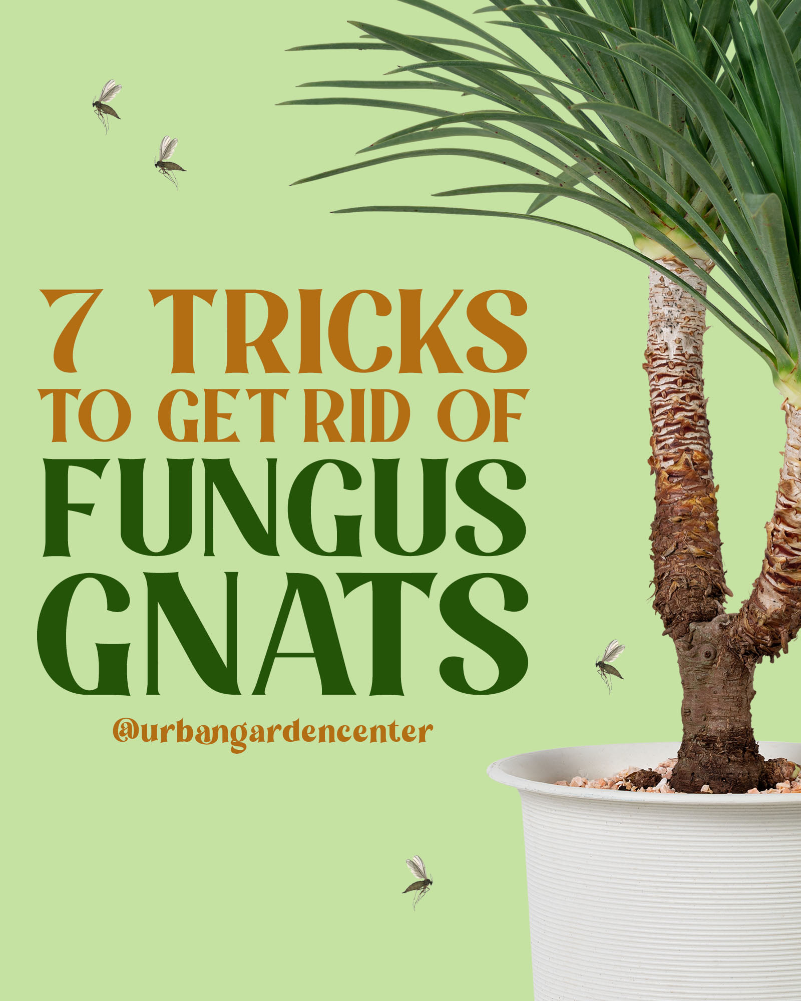 How To Get Rid Of Fungus Gnats