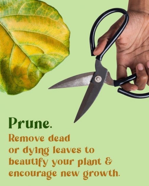 Prune. Remove dead or dying leaves to beautify your plant & encourage new growth.