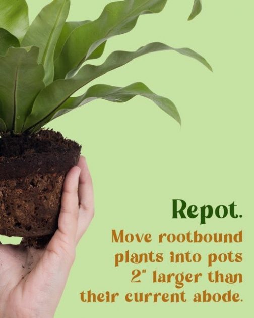 Repot. Move rootbound plants into 2" larger than their current abode.