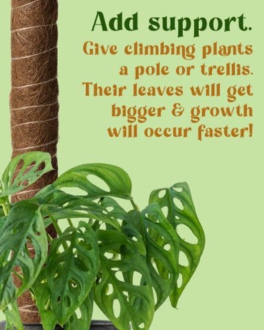 Add support. Give climbing plants a pole or trellis.  Their leaves will get bigger & growth will occur faster!