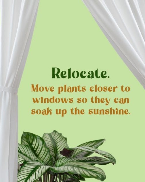 Relocate. Move plants closer to windows so they can soak up the sunshine. 