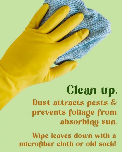 Clean up. Dust attracts pests & prevents foliage from absorbing sun. Wipe leaves down with a microfiber cloth or old sock!