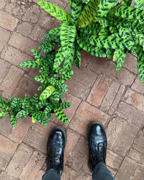 calathea rattlesnake on the ground with black shoes standing next to them