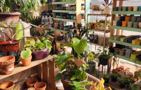 picture of interior of greenhouse with plants and pottery on display