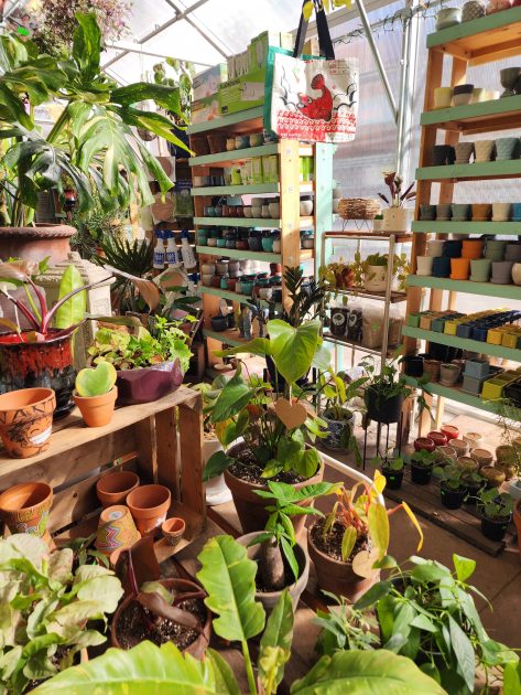 picture of interior of greenhouse with plants and pottery on display